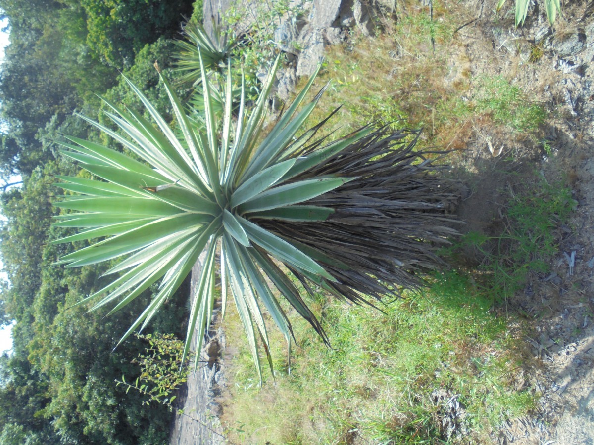 Agave angustifolia Haw.